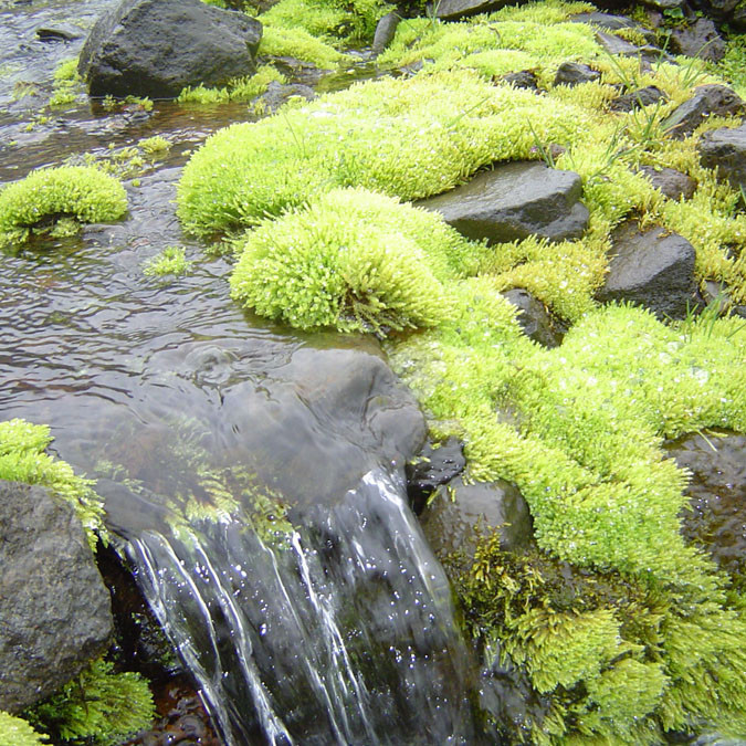 forsida-61-46f1385c2a6b2-1