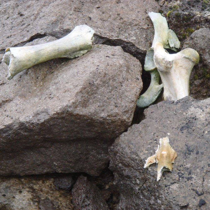 forsida-61-46f139f6a88a8-1