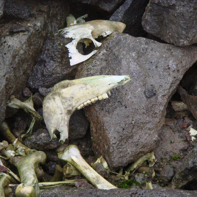 forsida-61-46f13a11bb92b-1