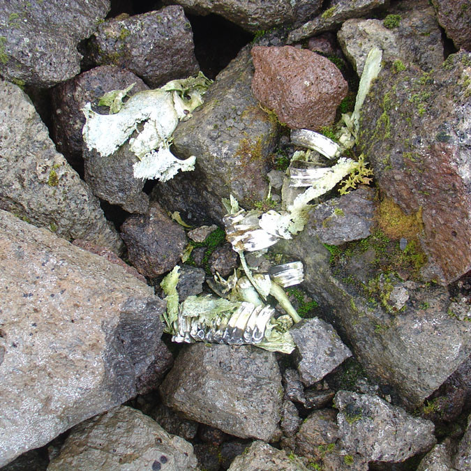 forsida-61-46f13a8ddd713-1