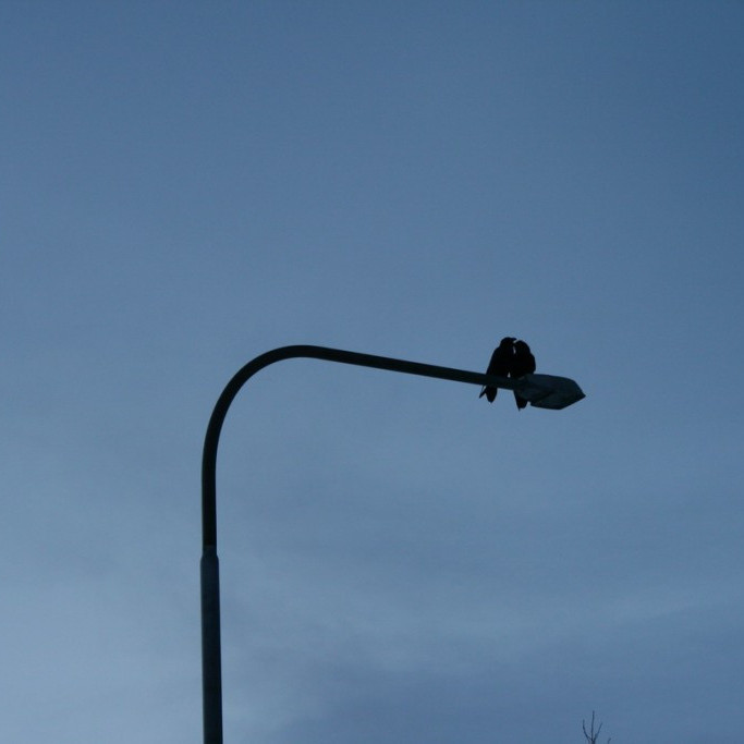 Krummarnir fylgdust með göngufólki