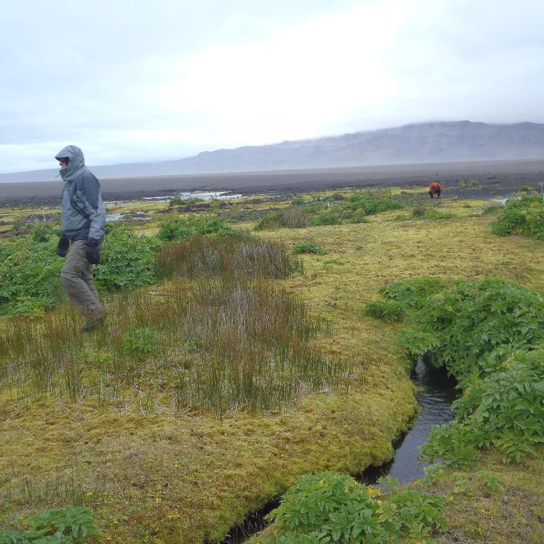 Við Svartá, gróðurvin í sandauðninni.