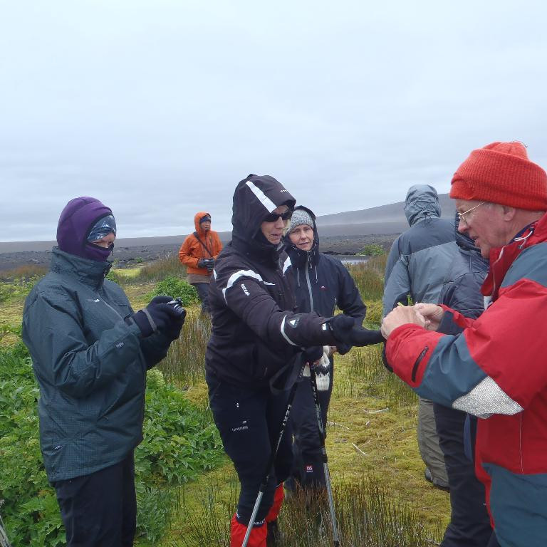 Fengið sér að smakka af nýrri hvönn.