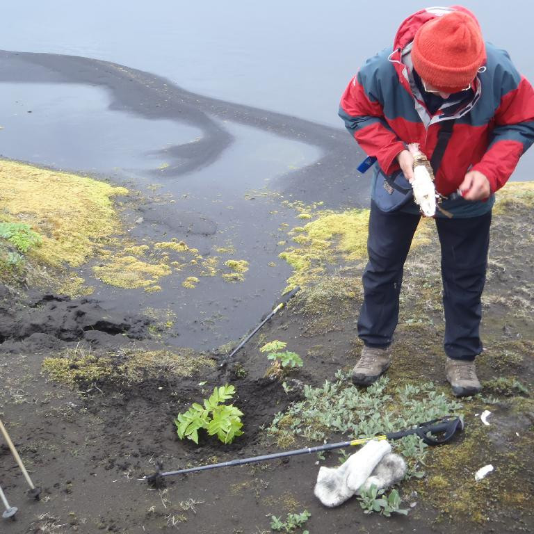 Matarhlé. Hvannarót í matinn.