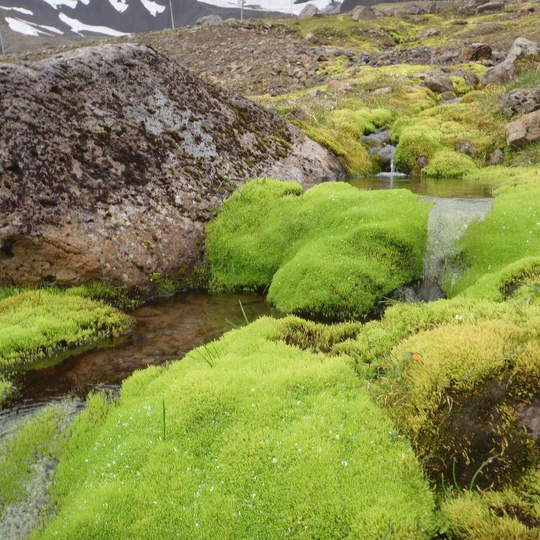 Fallegur lækur í Skarðsdal