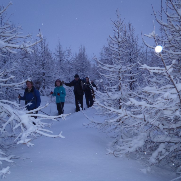 Í skóginum í Hamradal