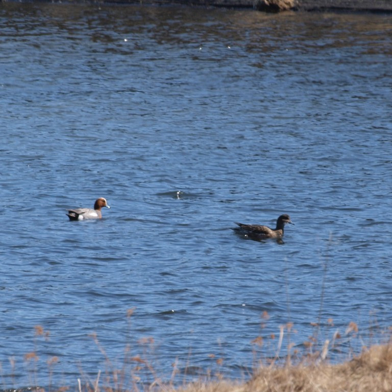 Rauðhöfðaönd - par