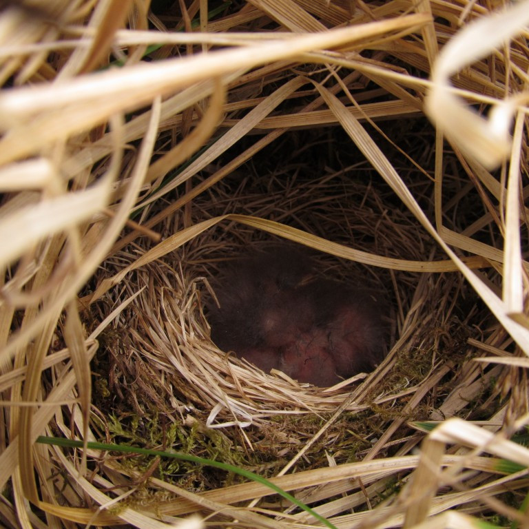 Þúfutittlingsungar.