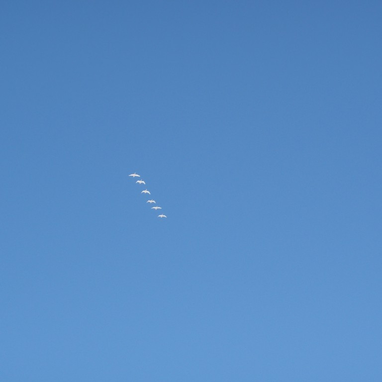 Vorkoma. Álftir á flugi.