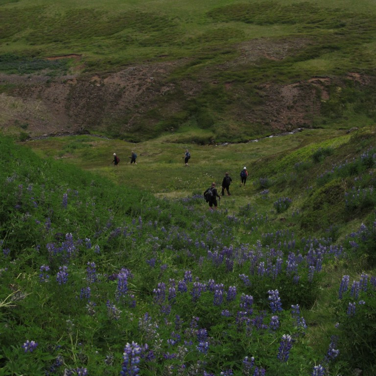 Gengið niður fallega Lúpínubreiðu.