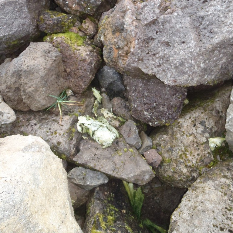 Beinin í Tryppaskál