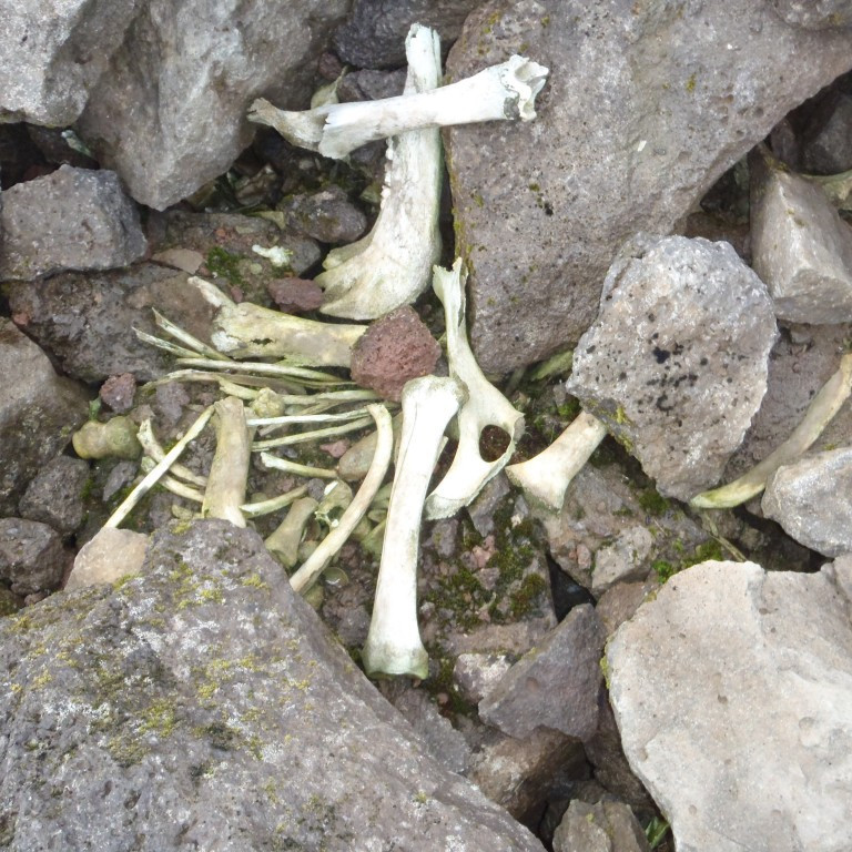 Beinin í Tryppaskál