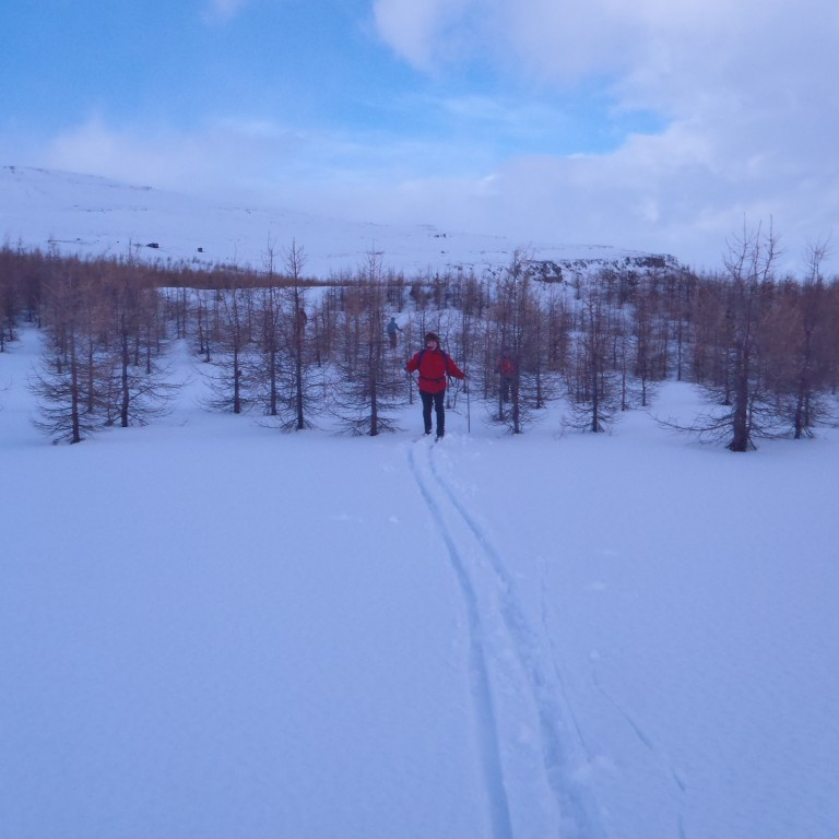 Rennt sér niður í gegnum skóginn