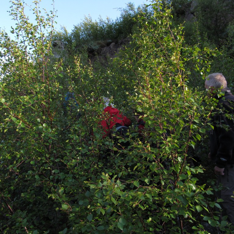 Mikill gróður er í gilinu.