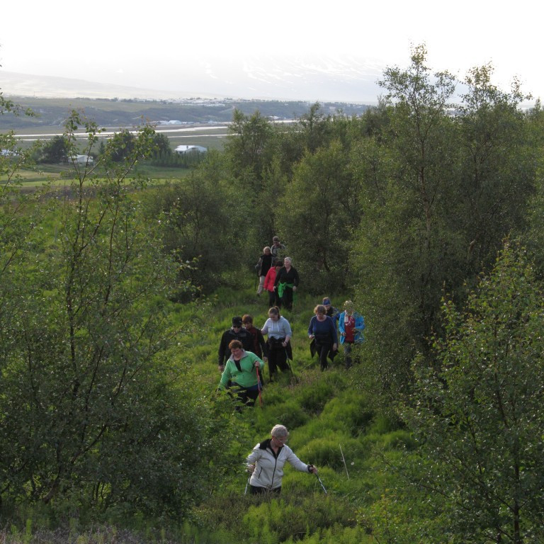 Þrætt gegnum skóginn.