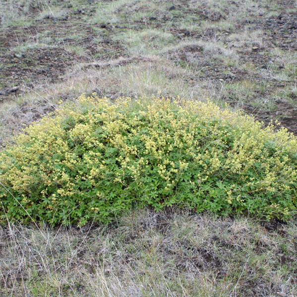 Falleg ljónslappaþúfa milli hrauns og hlíða norðan Arahvamms.