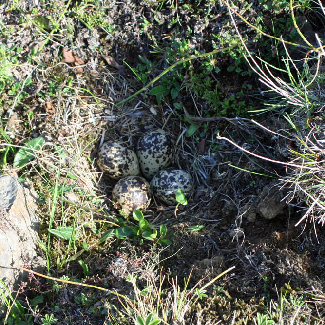 Lóuhreiður við götuna fram í Lamba.