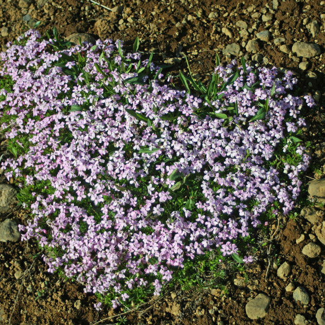 Lambagras í fullum blóma neðst á Glerárdal.