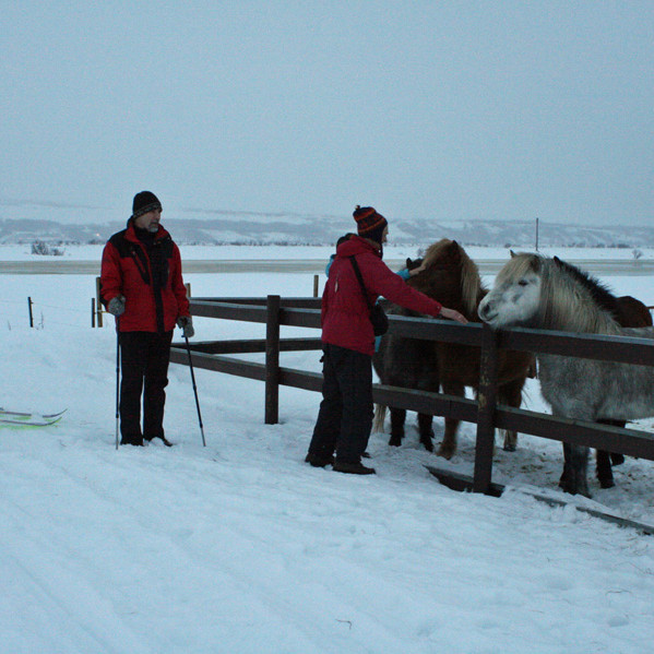 Hestahópur í gerði neðan við Knarrarberg.