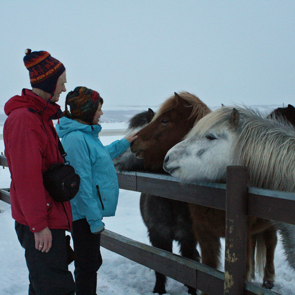Grétar og Anke-Maria hjá gæfum hestum.