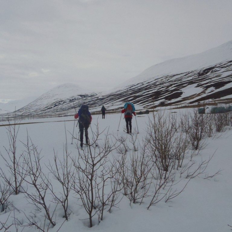 Búið er að planta nokkrum skjólbeltum milli Hólsgerðis og Úlfsár.
