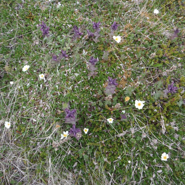 Smörgras og Holtasóley