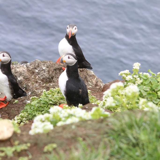 Gríðalega mikið er af Lunda í Grímsey