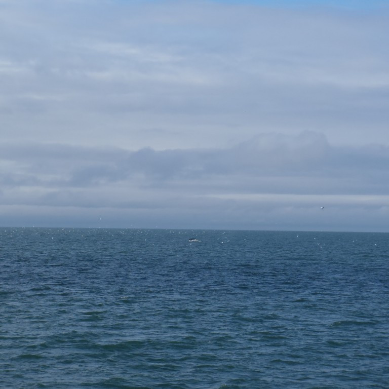 Hvalirnir létu rétt sjá sig.