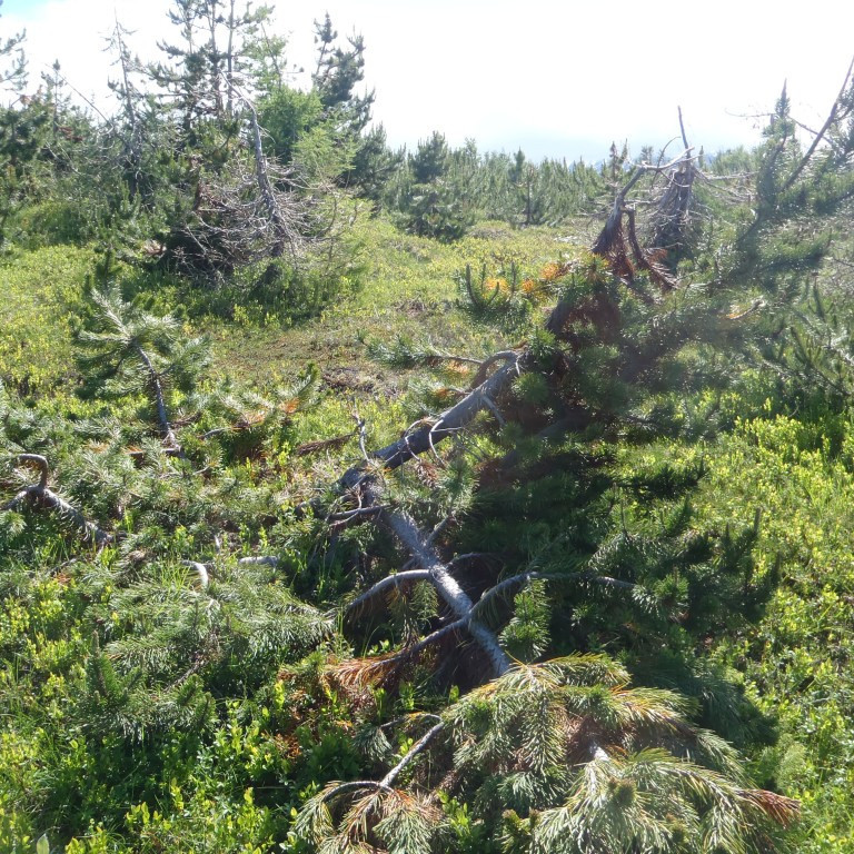 Skógurin virtist eiga erfit uppdráttar