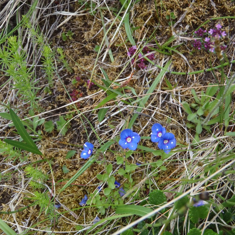 Steindepla og Jakobsfífill