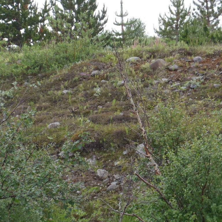 Rjúpa nánast í miðju