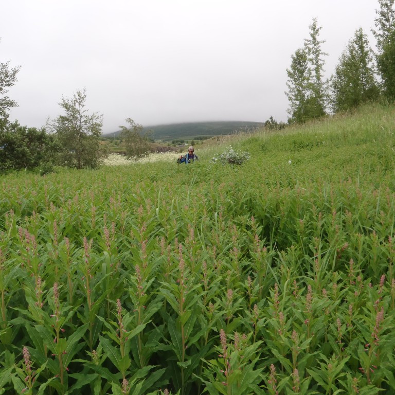 Rolf að hverfa í gróðurinn