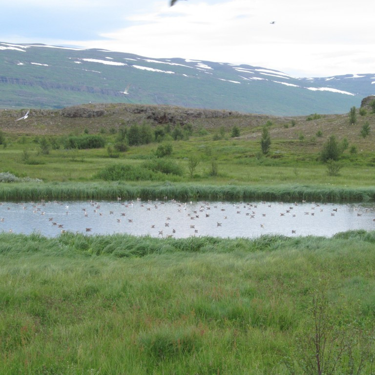 Djáknatjörn. Sáum vart vaðfugla og mófugla í ferðinni.Þess meira af mávfuglum.