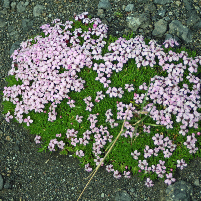 Lambagrasþúfa í Dyngjufjalladal.