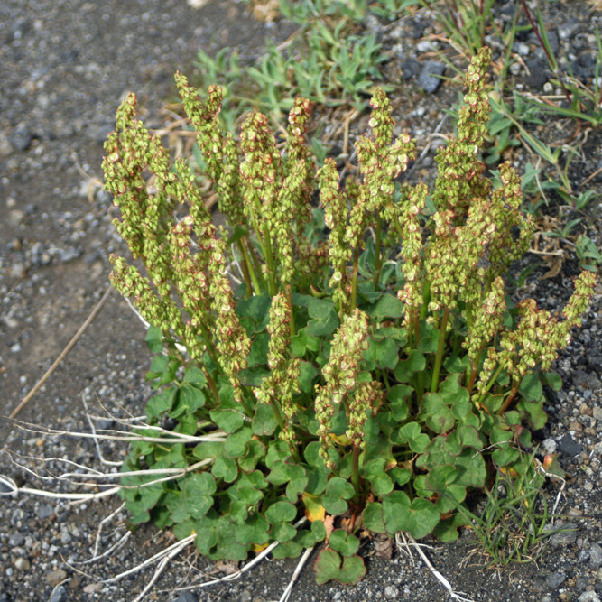 Fallegur brúskur af ólafssúru í Dyngjufjalldal.