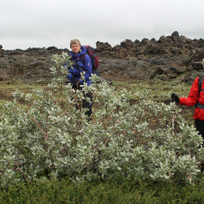 Gróskumikill loðvíðirunni í Suðurárbotnum.