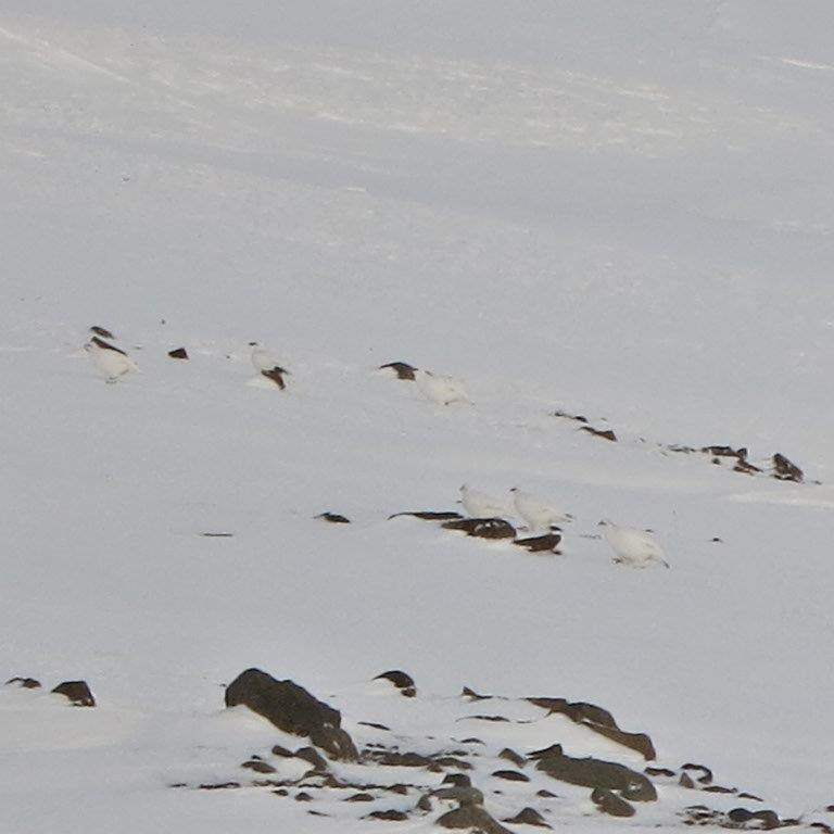 Það voru líka rjúpur í gönguferð á Hrossadal