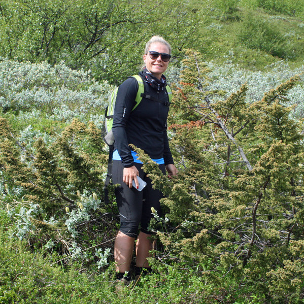 Nær mannhæðarhár einirunni rétt sunnan Fellsskógar