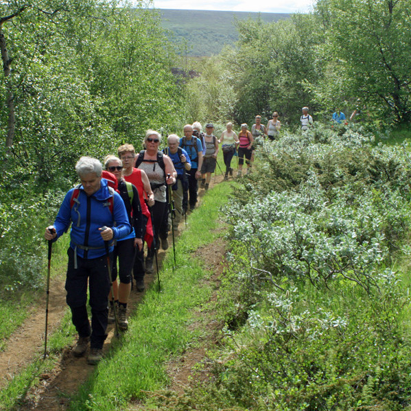 Á bílslóð syðst í Fellsskógi