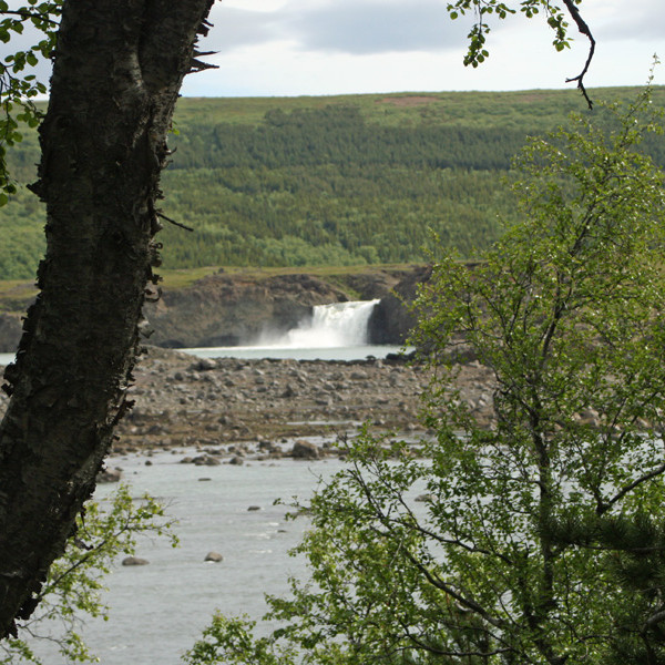 Ullarfoss í Skjálfandafljóti, horft úr Fellsskógi