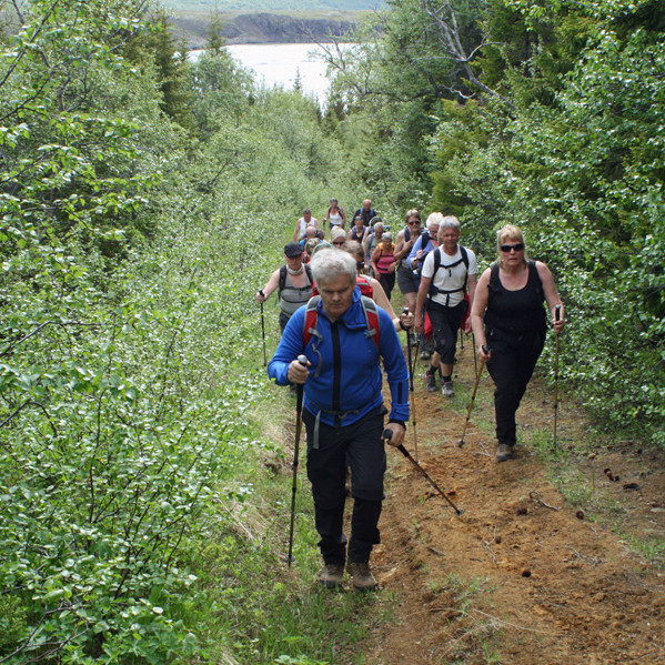 Á leið norður og upp í gegnum Fellsskóg