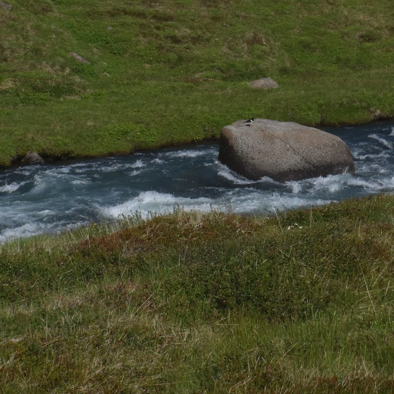 Stelkur á steini.  Mikið fuglalíf er meðfram ánni.