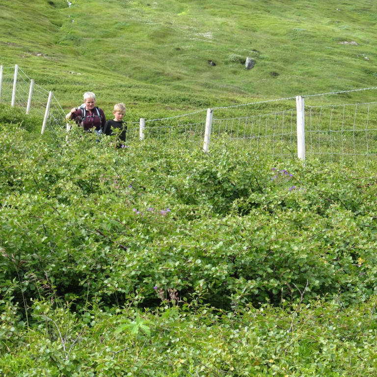 Kjarrið orðið býsna hátt.