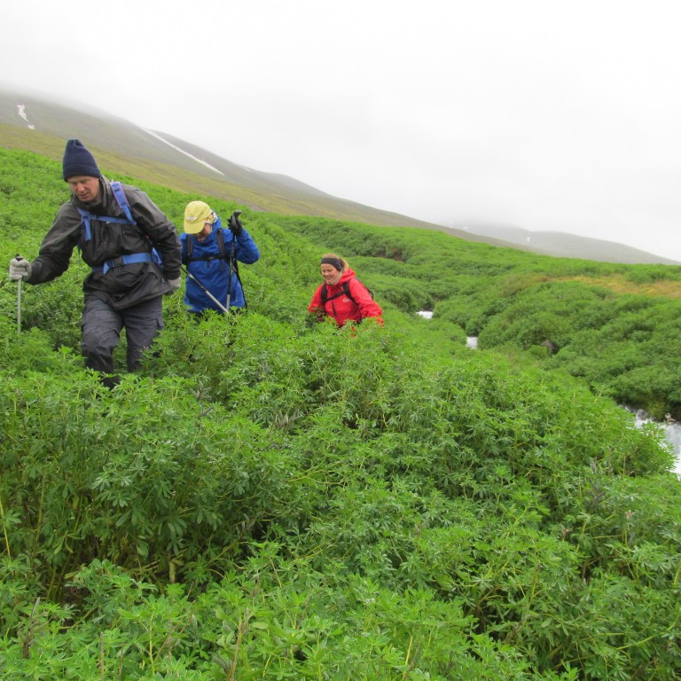 Þrammað gegnum Lúbínuna.