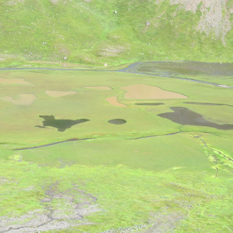 Kynjamyndir í mýrinni.