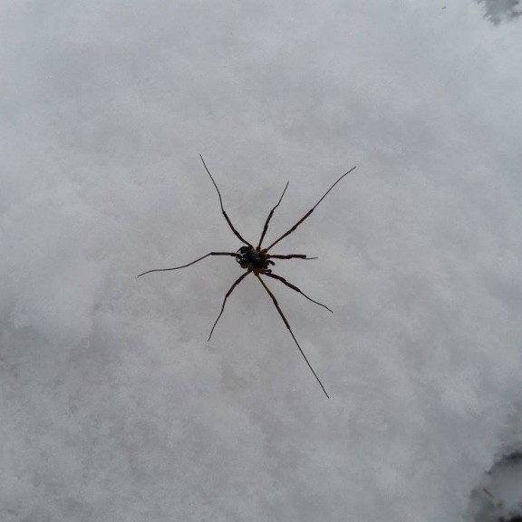 12244246_883498198393869_200193479574401932_o