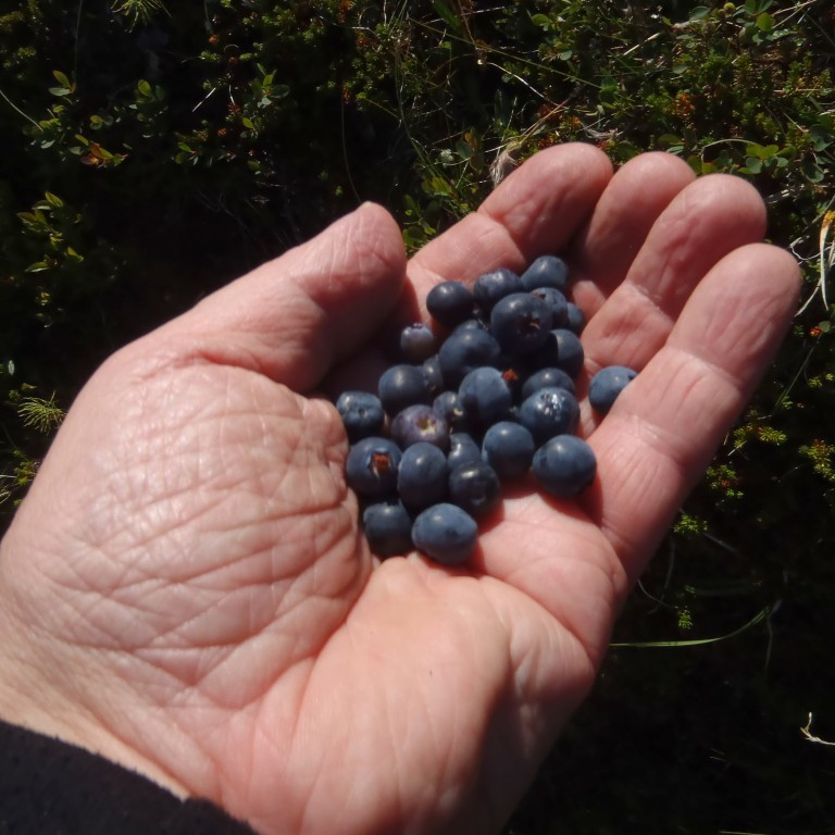 bláberin að koma mánuði fyrr en í fyrra.