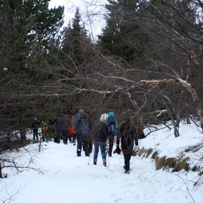 Víða voru brotin birkitré á stígnum eftir krapahríðar haustið 2016.