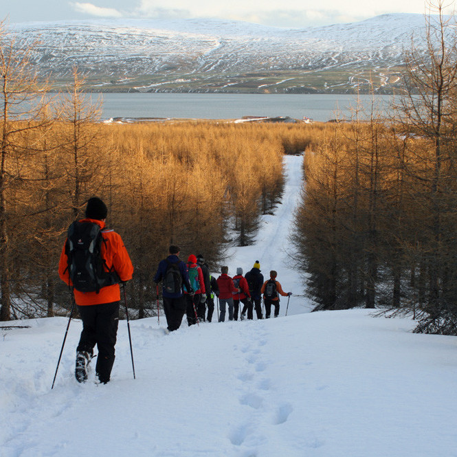 Í Hálsaskógi er mikið og gott stígakerfi