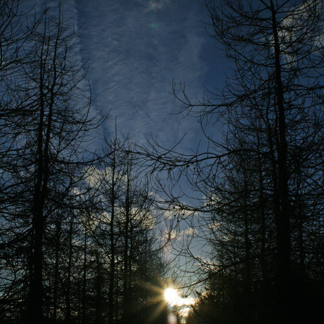 Í Hálsaskógi: sólin er að ganga til viðar